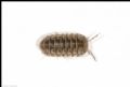 Armadillo officinalis